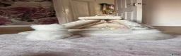Ragdoll cats for sale: GCCF lilac male kitten - Advert 20