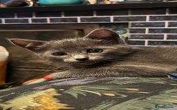 Oriental cats for sale: 5 STUNNING RAGAMESE/SIAMESE KITTENS - Image 8