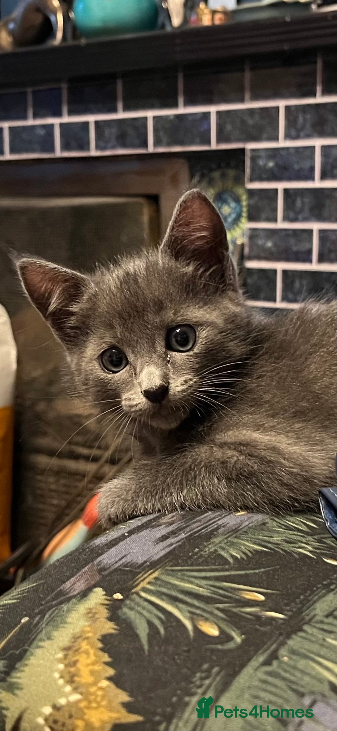 Oriental cats for sale: 5 STUNNING RAGAMESE/SIAMESE KITTENS - Image 8