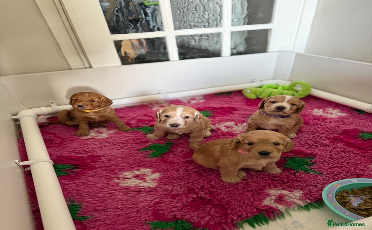 Cocker Spaniel dogs - Advert 5