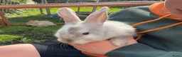 Mini Lop rabbits for sale: X5 Mini Lop Bunnies in Wednesbury - Advert 11