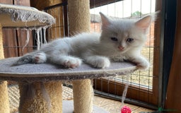 Ragdoll cats for sale: Ragdoll Kittens in Boston - Image 22