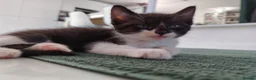 Mixed Breed cats for sale: Ragdoll cross  - Advert 11