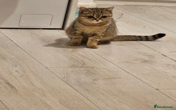 Scottish Fold cats for sale: Full pedigree Scottish Fold kitt(ready to go now)  - Image 12