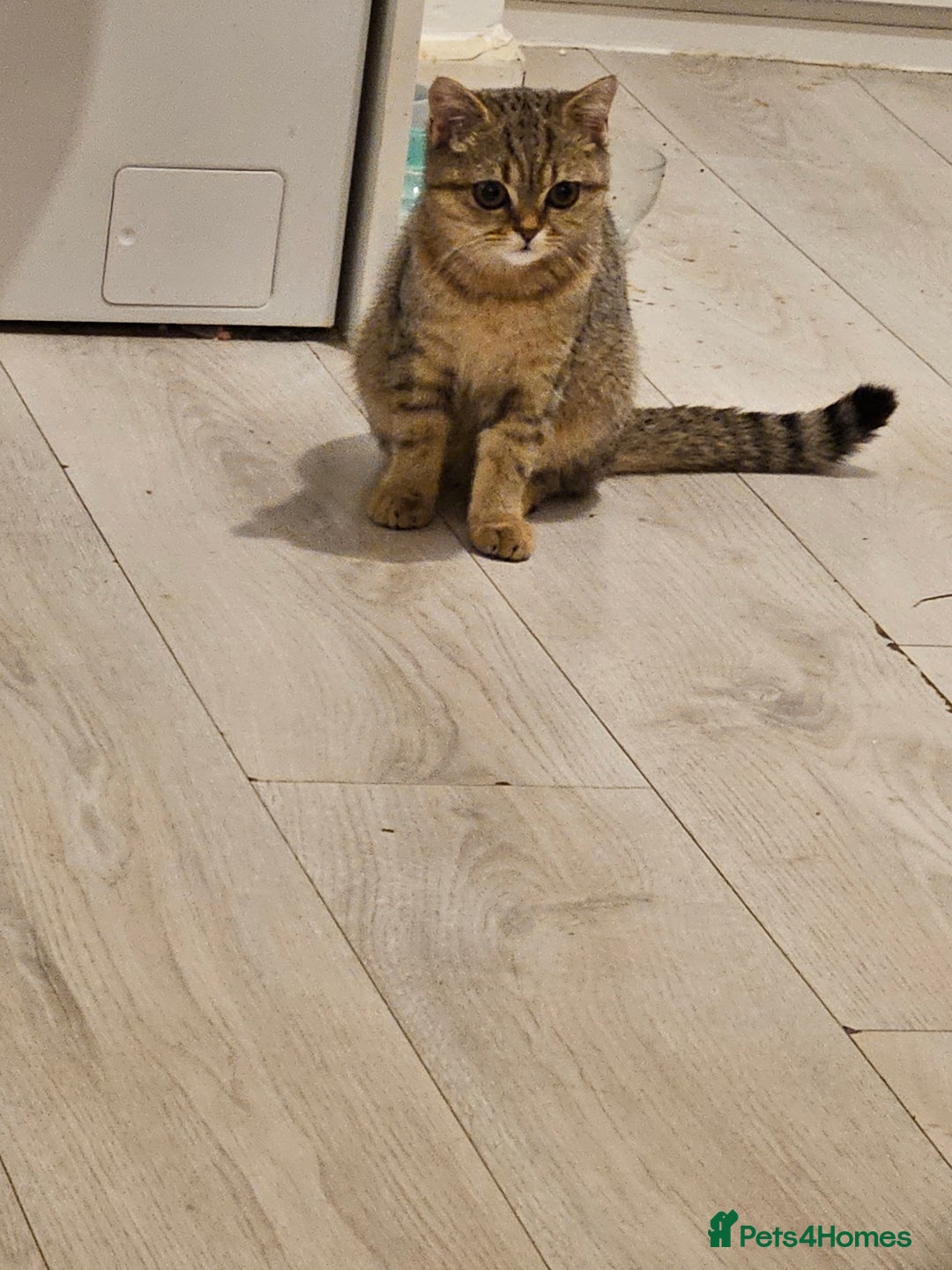 Scottish Fold cats for sale: Full pedigree Scottish Fold kitt(ready to go now)  - Image 12