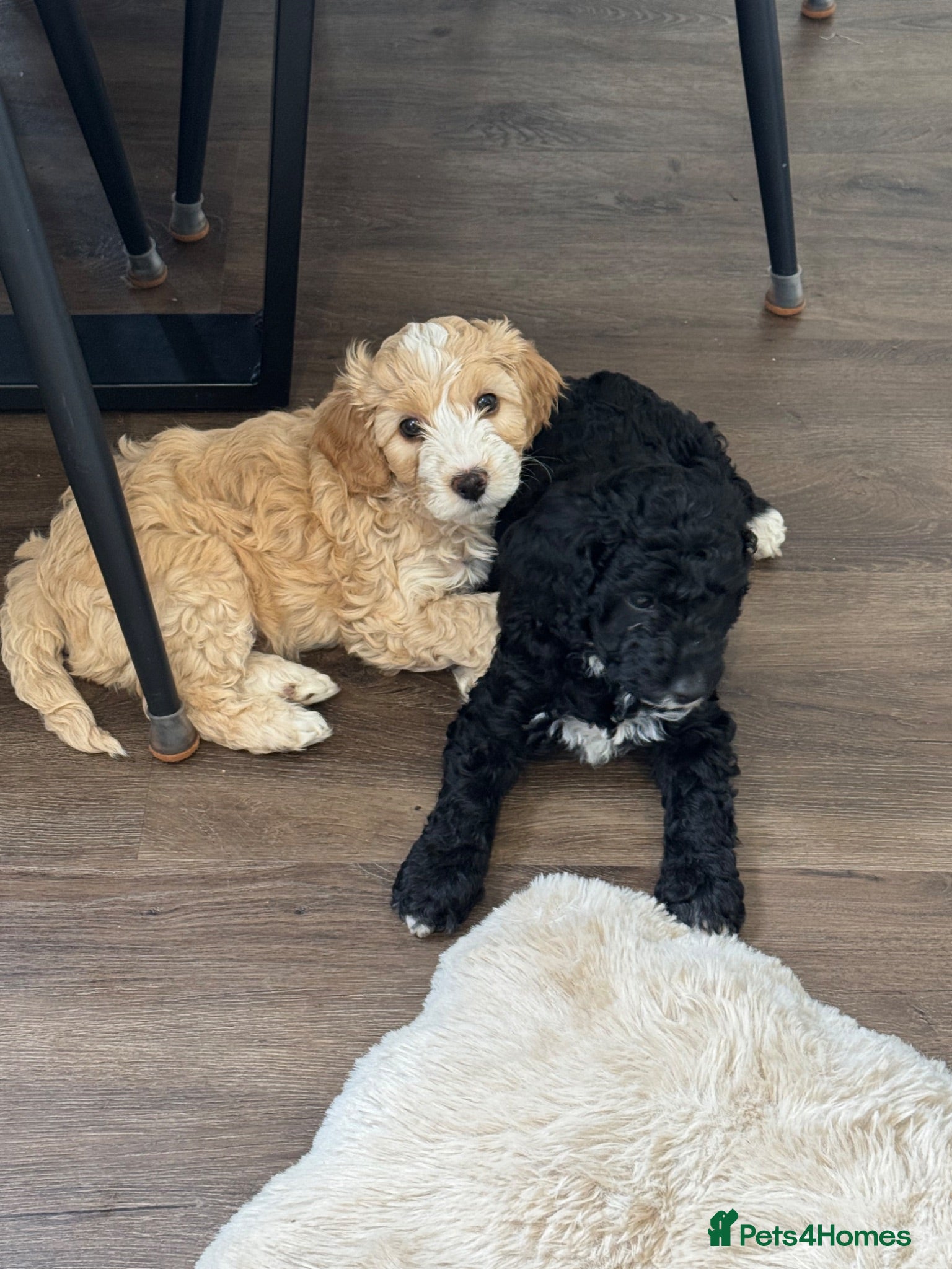 Cockapoo dogs Cockapoo Puppies - Cheshire - Advert 3