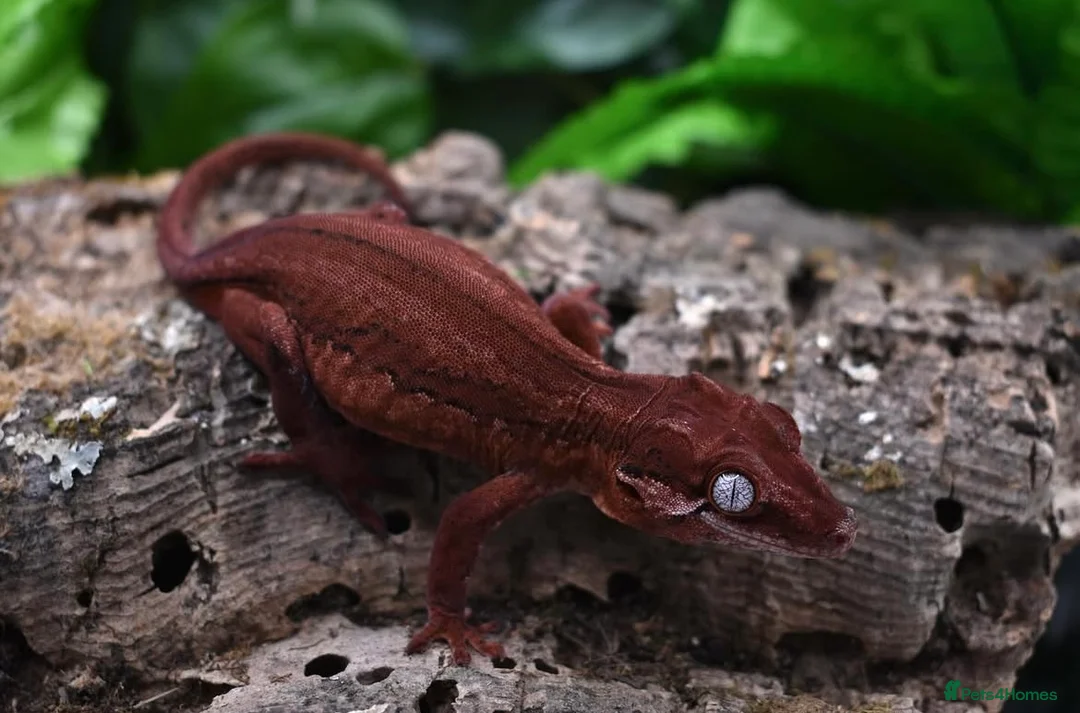 Gecko reptiles for sale: Red Stripe Gargoyle Gecko - Advert 6
