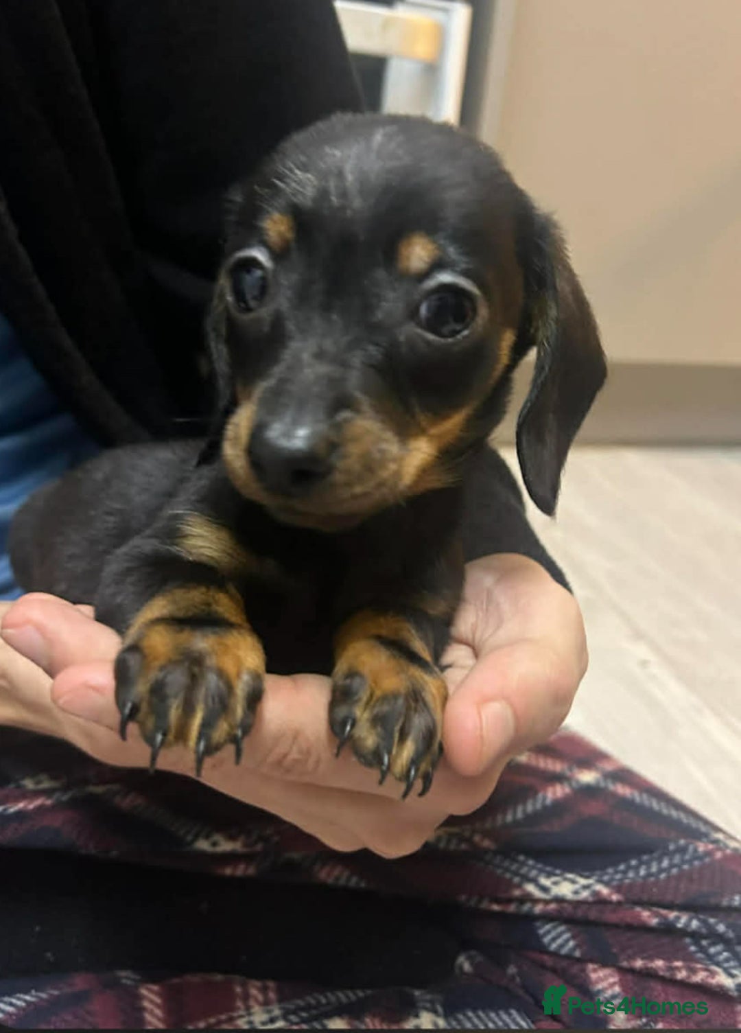 Miniature Dachshund dogs for sale: Beautiful miniature dachshunds - Advert 3