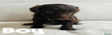 Cockapoo 2