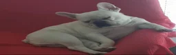 French Bulldog dogs for sale: 3 Year Old French Bulldog Looking for Loving Home - Advert 7
