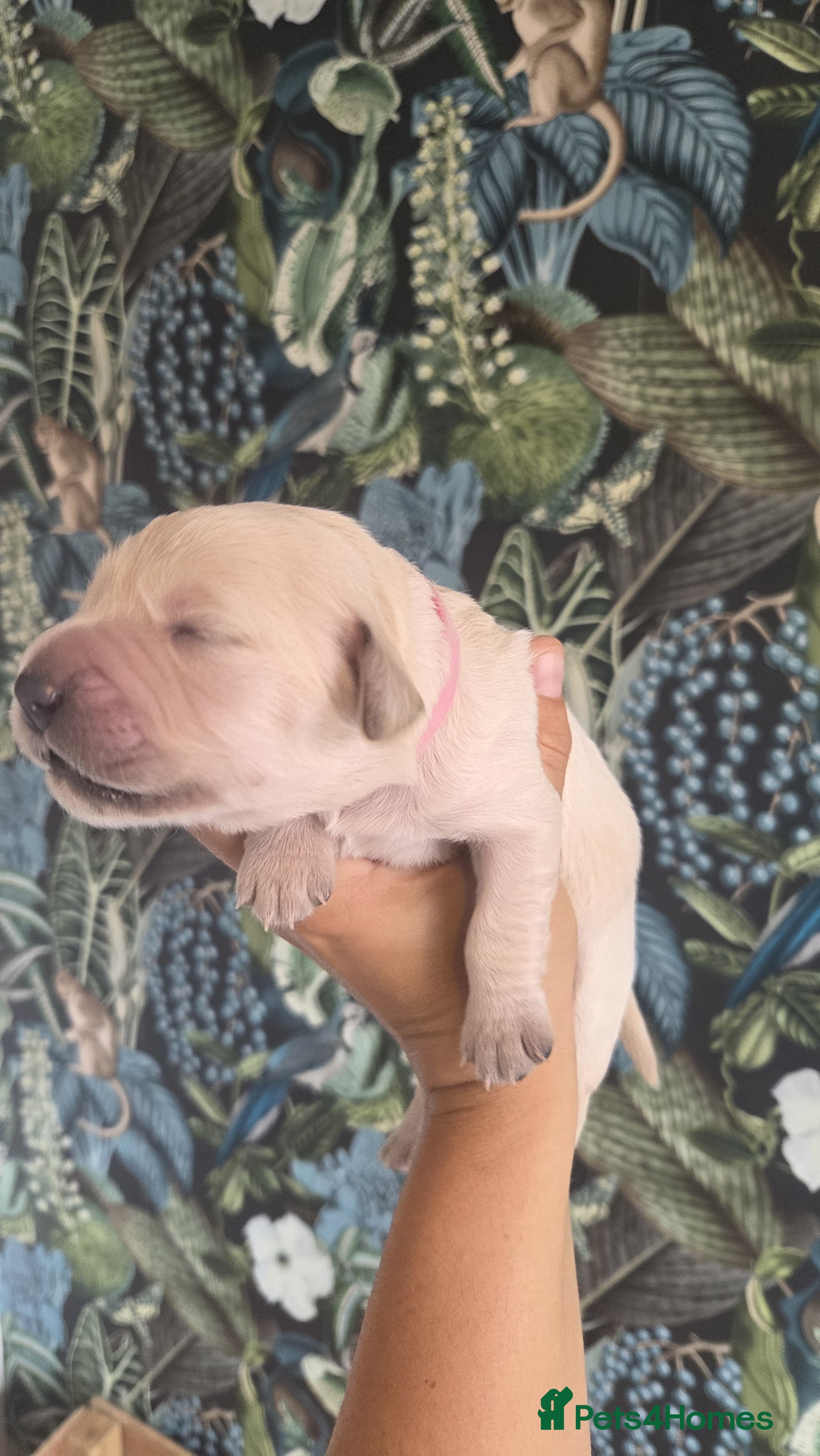 Golden Retriever dogs 7 KC registered Golden Retriever puppies available - Advert 2
