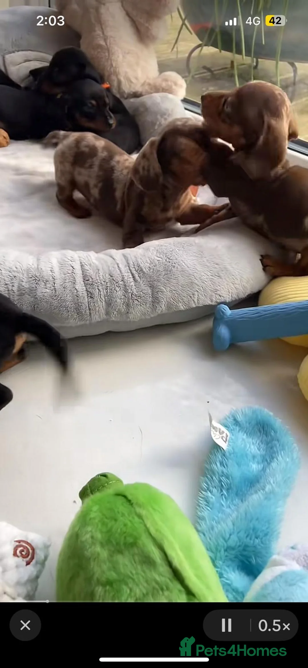 Miniature Dachshund dogs for sale: Beautiful miniature dachshund puppies - Advert 4