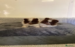 Pomeranian dogs for sale: Pomeranian  - Image 14