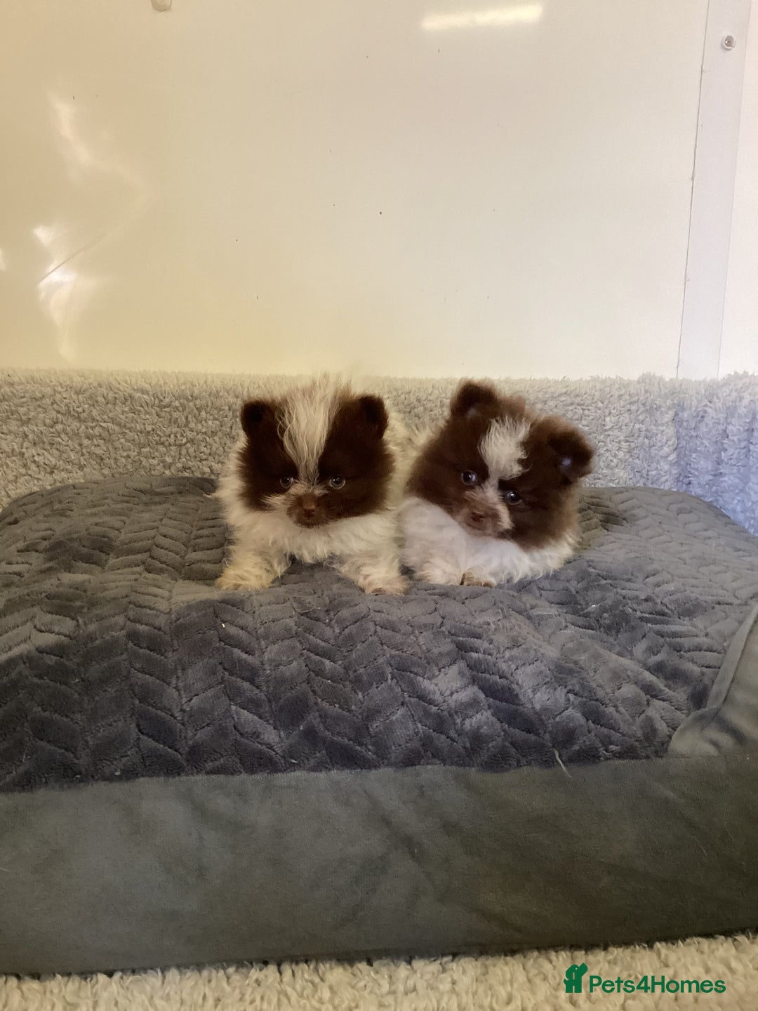 Pomeranian dogs for sale: Pomeranian  - Image 14