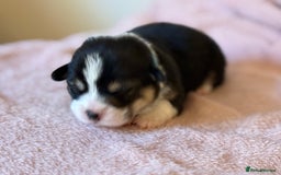 Welsh Corgi Pembroke dogs for sale: Quality Corgi puppies available to loving homes - Image 11