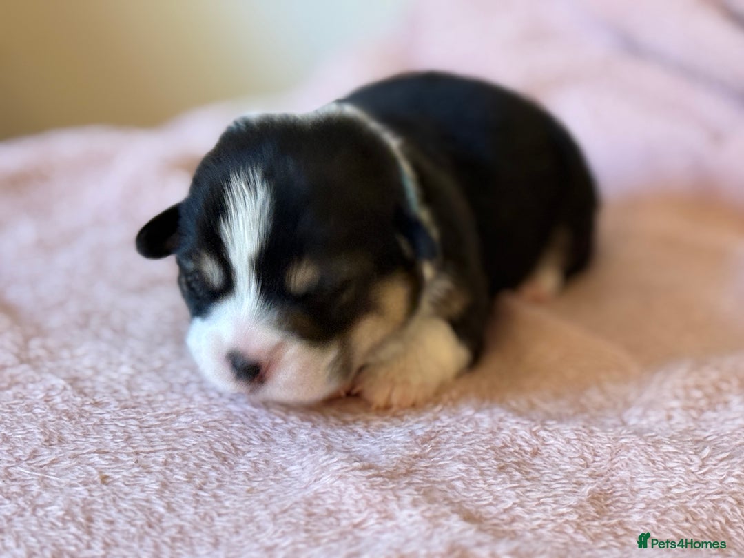 Welsh Corgi Pembroke dogs for sale: Quality Corgi puppies available to loving homes - Image 11