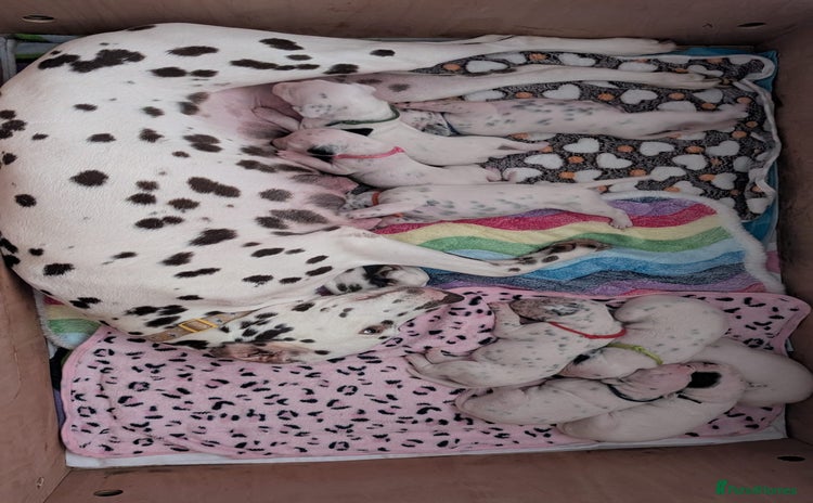 Dalmatian dogs - Advert 1