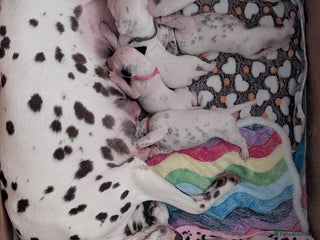 Dalmatian dogs - Advert 25