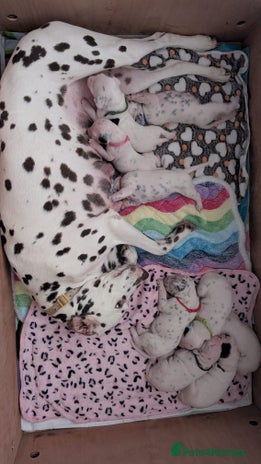 Dalmatian dogs - Advert 1