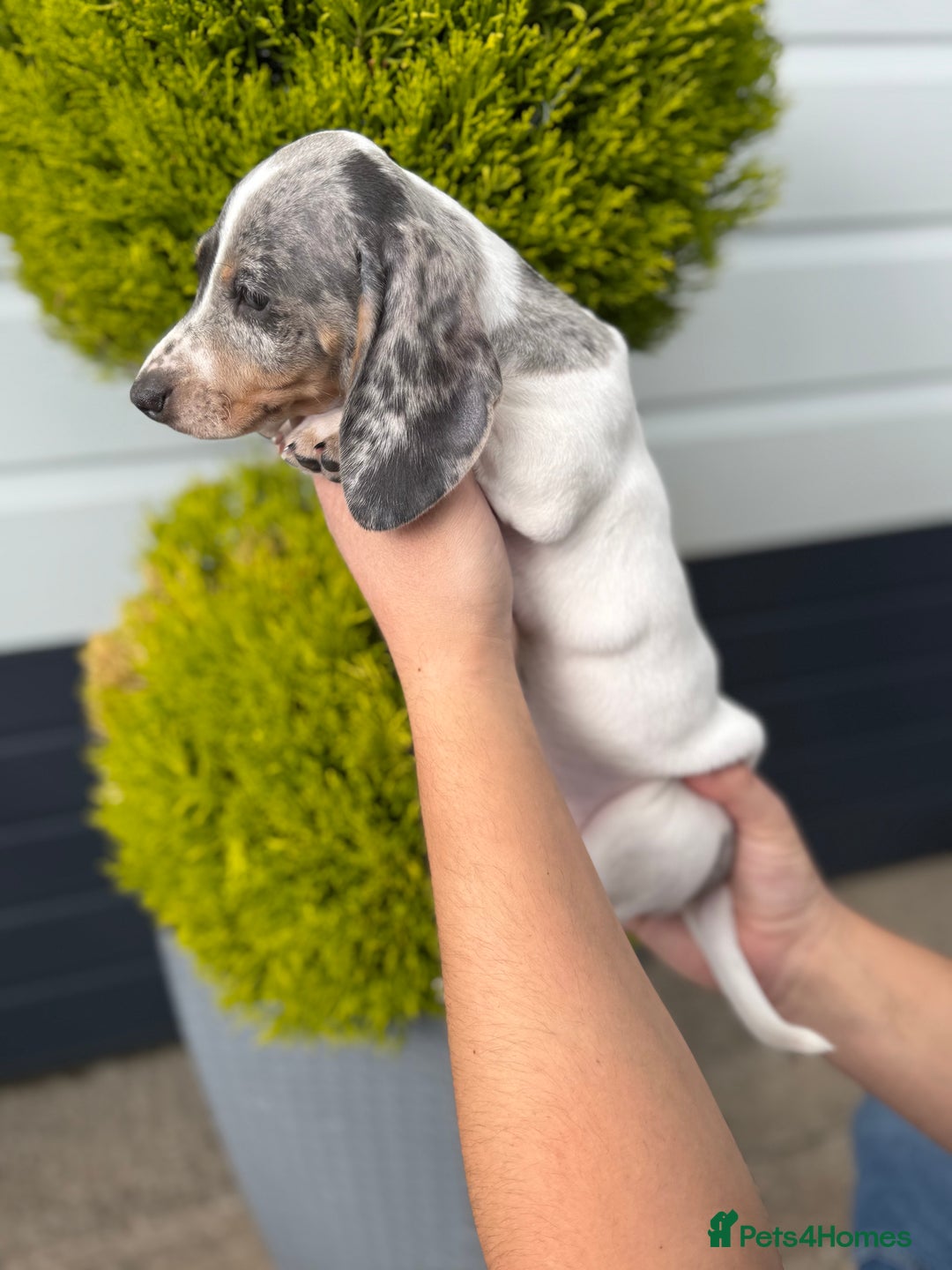 Miniature Dachshund dogs for sale: Miniature Dachshund Puppies (Licensed Breeder) - Image 15