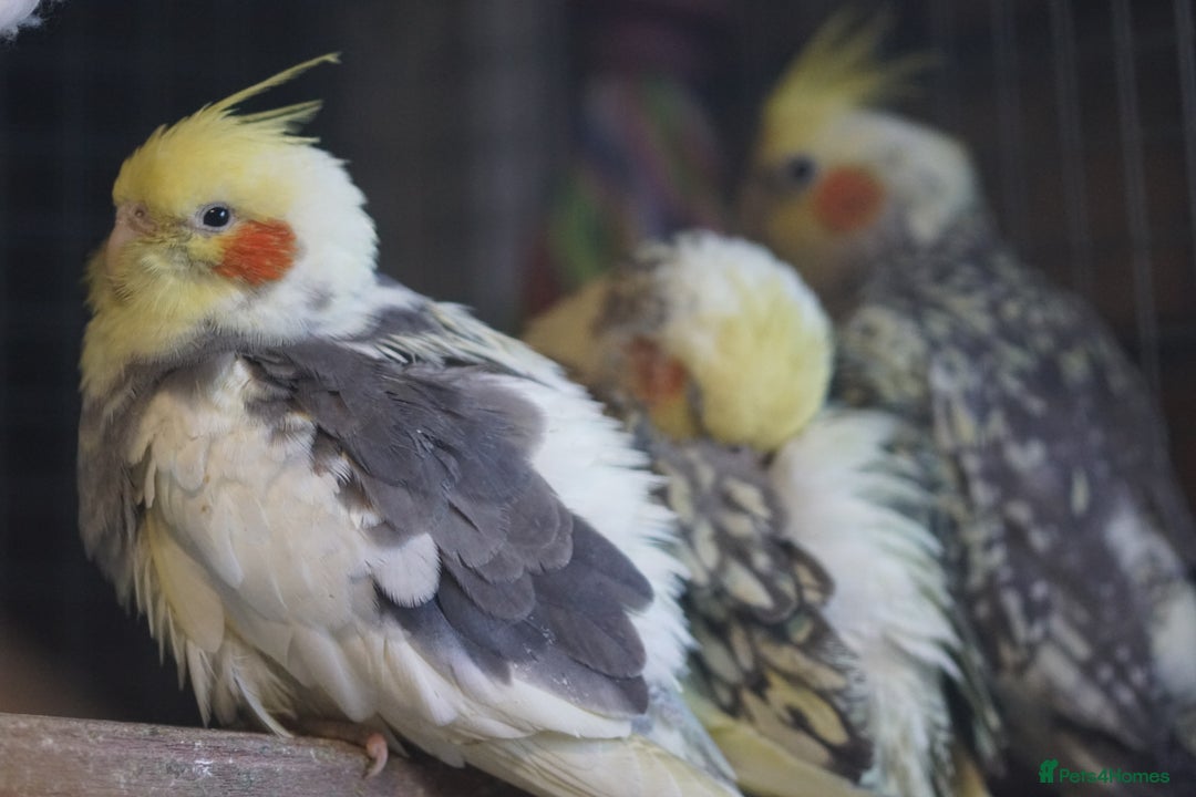 Cockatiels birds for sale: Cockatiels Mixed Genders  - Advert 12