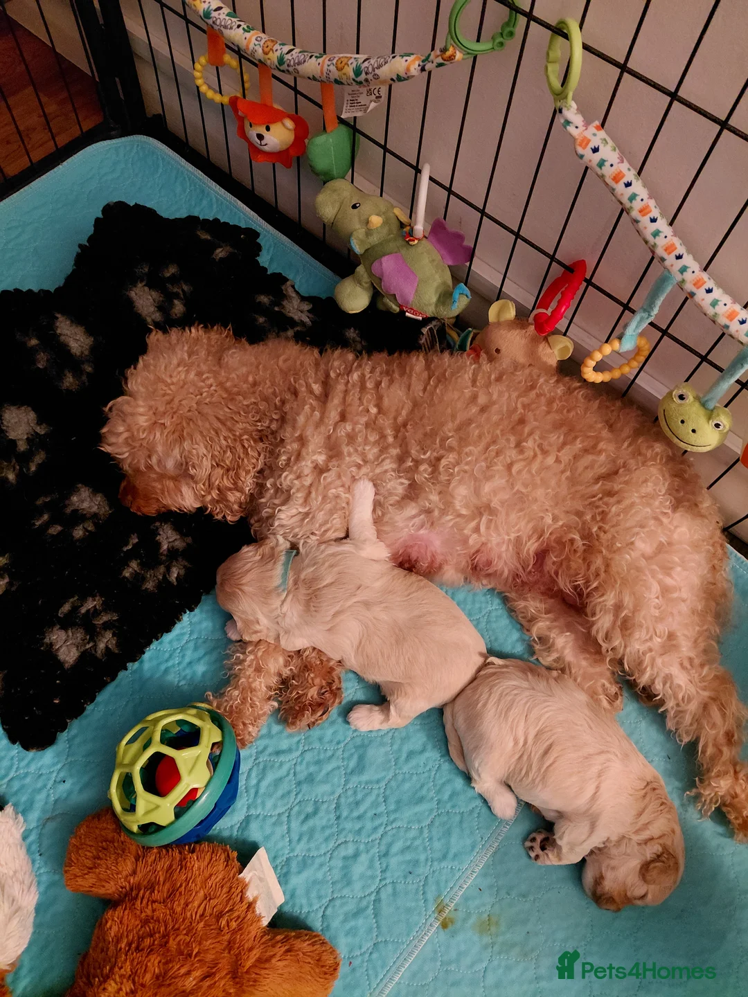 Maltipoo dogs for sale: Only 1 fully vaccinated Maltipoo pup left. - Advert 9