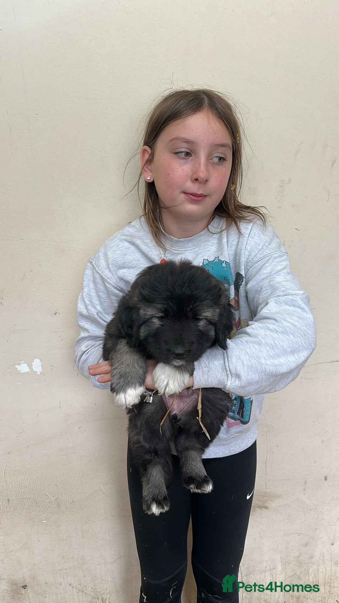 Caucasian Shepherd Dog dogs for sale:  ⭐️Caucasian shepherds⭐️puppies #bears big boned   - Image 9