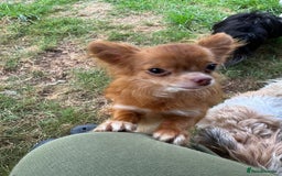 Chihuahua dogs for sale: Gorgeous long haired pedigree Chihuahua - Image 3
