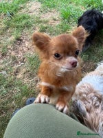 Chihuahua dogs - Advert 1