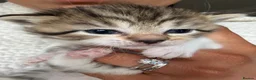Domestic Shorthair cats for sale: Tabby domestic short hair kittens  - Advert 7