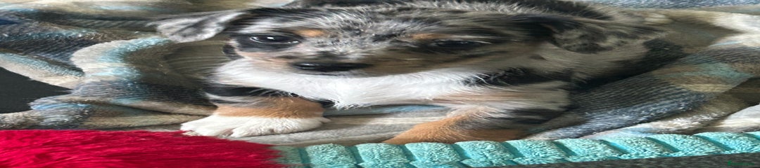 Blue Merle girl 