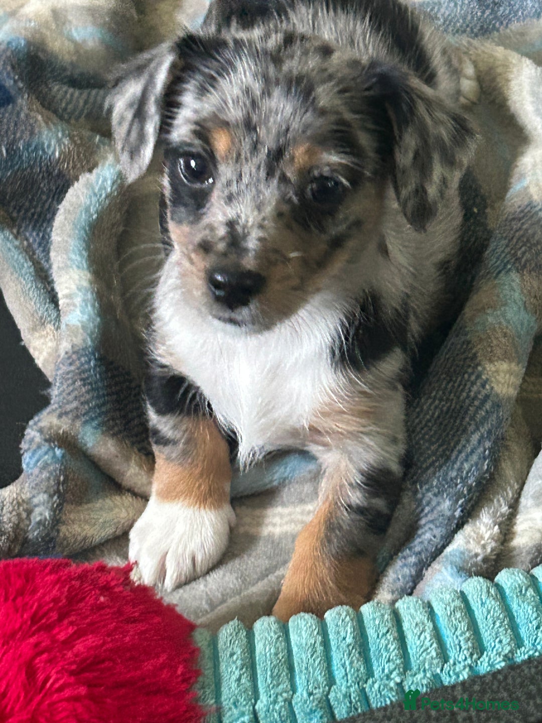 Jack Russell dogs for sale: Beautiful Mini Jack Russell Puppies  - Image 29