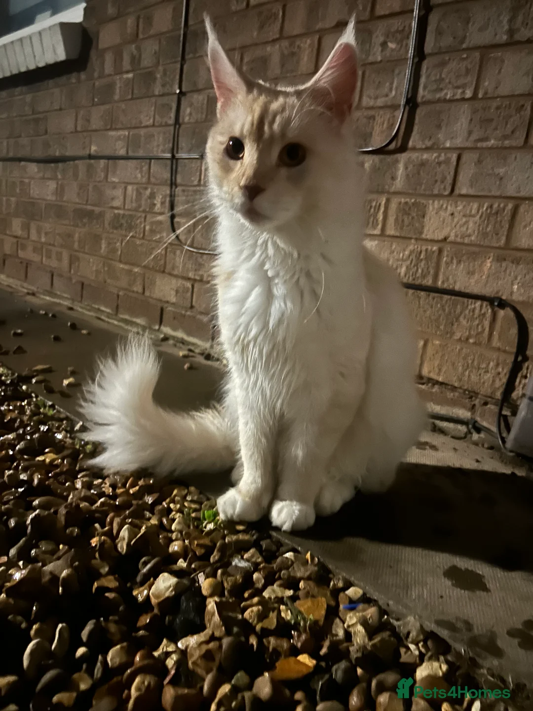 Maine Coon cats for sale: Maincoon mix  - Advert 11