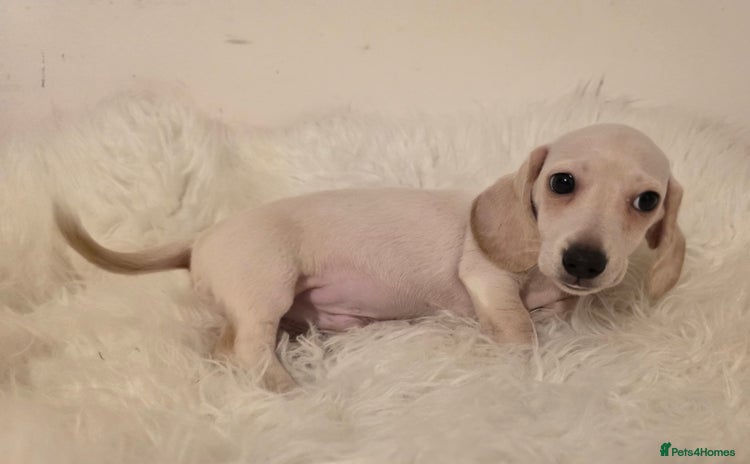 Miniature Dachshund dogs - Advert 2