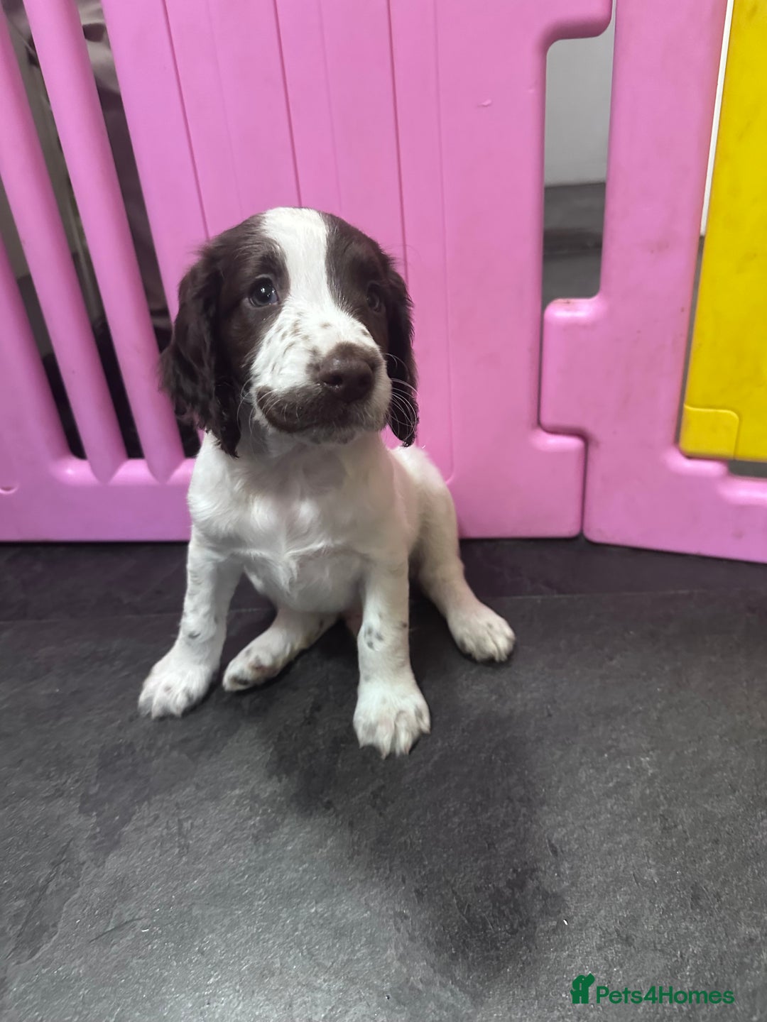 English Springer Spaniel dogs for sale: English Springer Spaniel puppies for sale  - Image 20