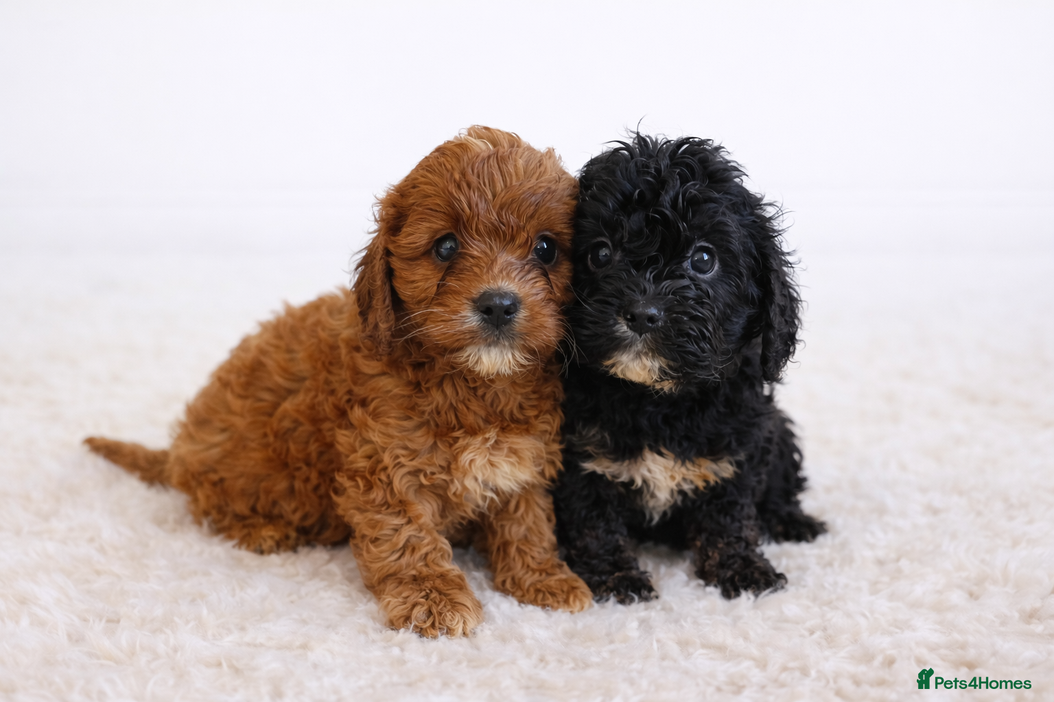 Cavapoo dogs F1 health tested Cavapoo puppies  - Advert 3