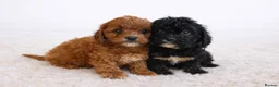 Cavapoo dogs for sale: F1 health tested Cavapoo puppies  - Advert 1