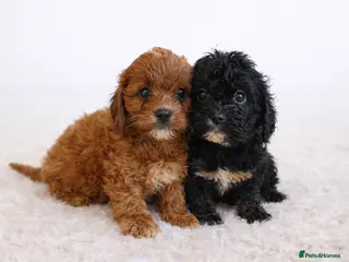 Cavapoo dogs F1 health tested Cavapoo puppies - Advert 14