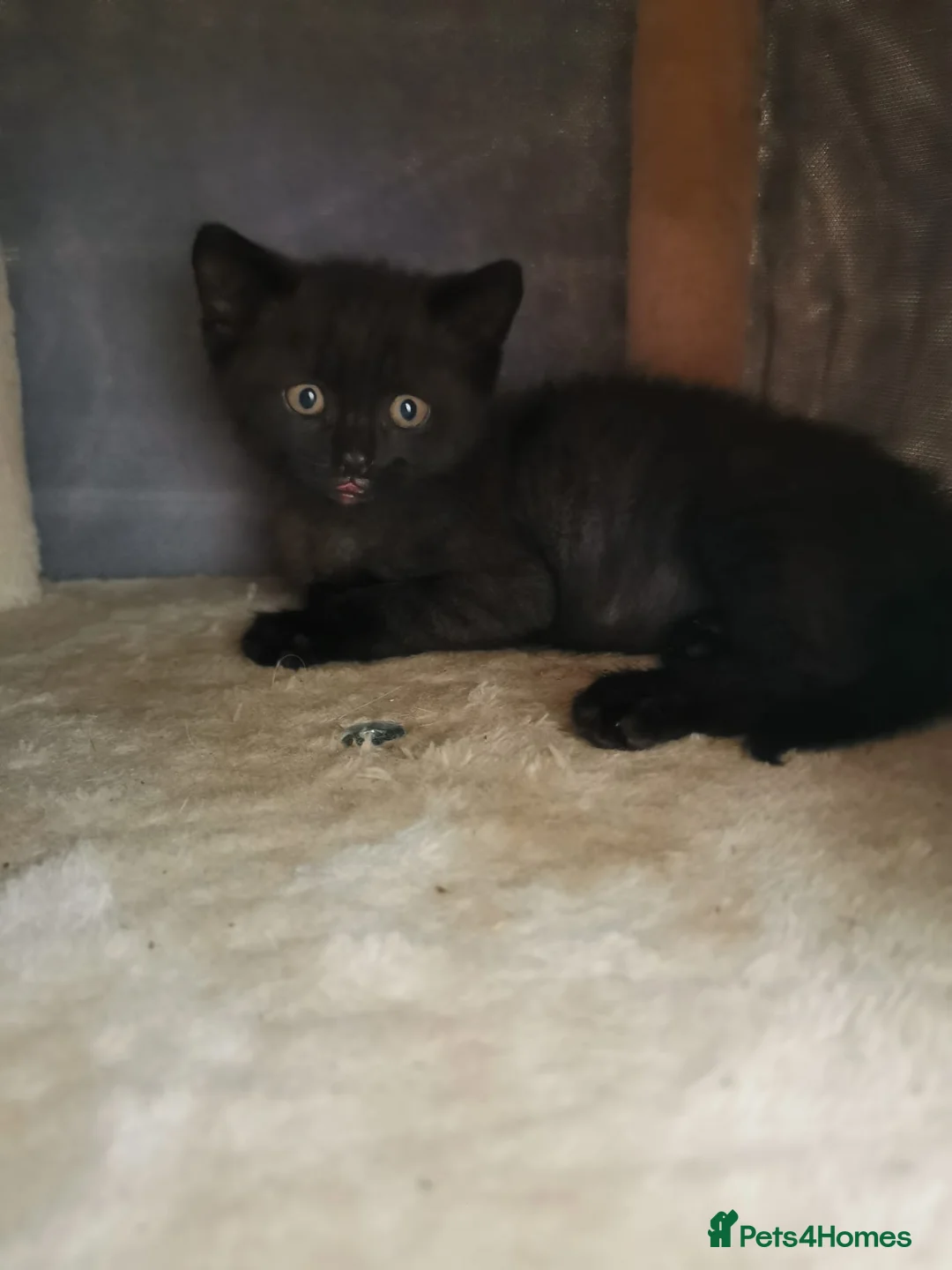 Mixed Breed cats for sale: Black kitten  - Advert 2