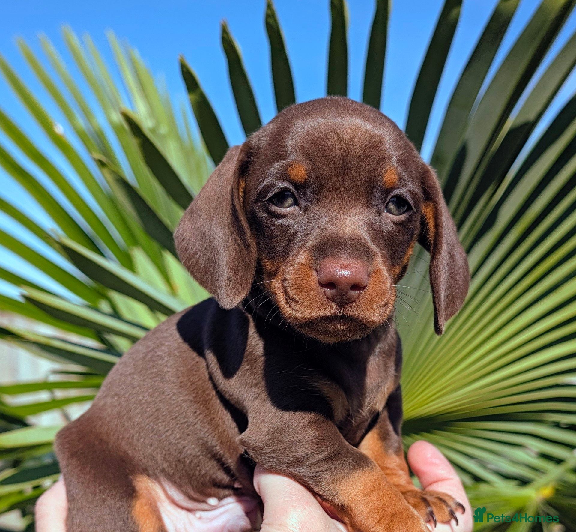 Miniature Dachshund dogs 🌟  Miniature Dachshund Pups!! KC & PRA clear🌟 - Advert 1