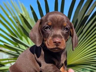 Miniature Dachshund dogs 🌟 Miniature Dachshund Pups!! KC & PRA clear🌟 - Advert 6