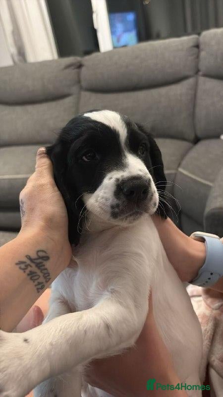 Sprocker dogs for sale: Sprocker Puppies - Advert 14