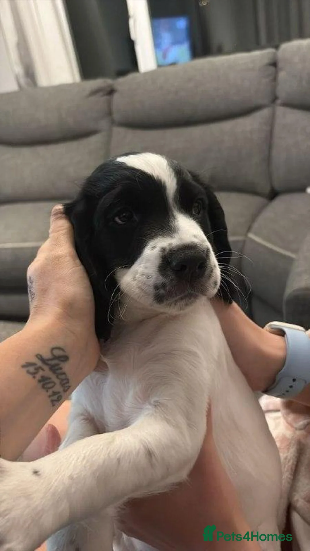 Sprocker dogs for sale: Sprocker Puppies in Airdrie - Advert 1