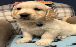 Golden Retriever dogs for sale: 🐶 Gorgeous Chunky Golden Retriever Puppies 🐶 - Advert 19