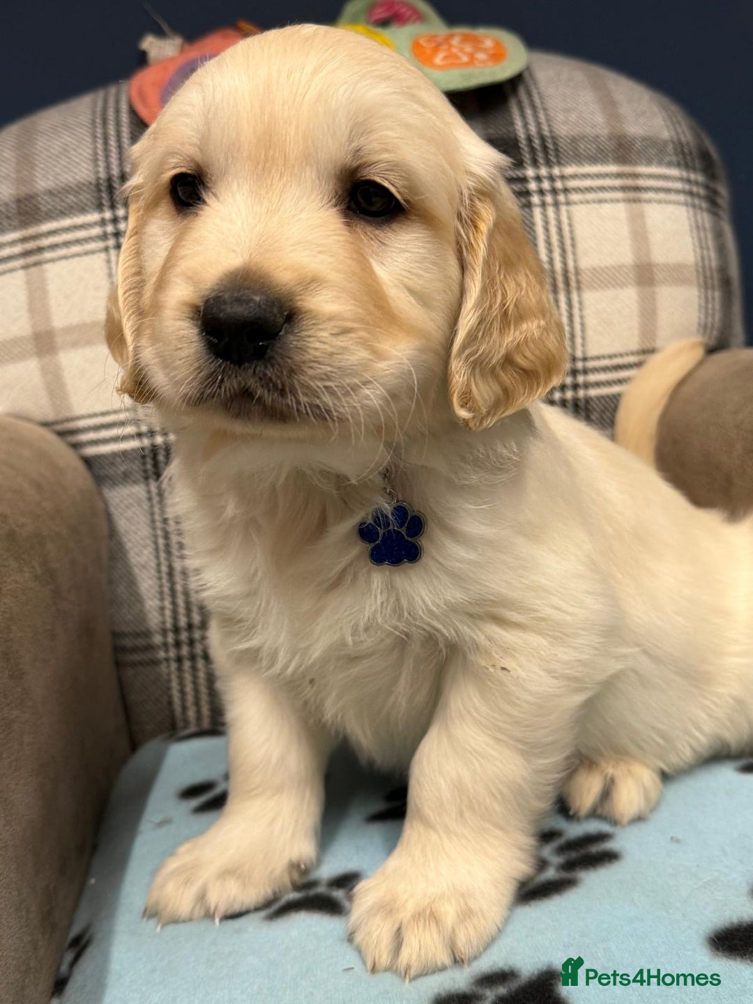 Golden Retriever dogs for sale: 🐶 Gorgeous Chunky Golden Retriever Puppies 🐶 - Advert 19