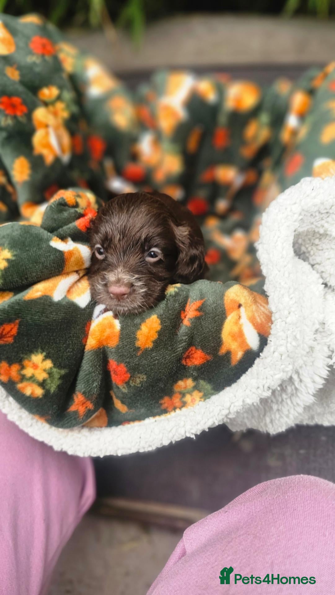 Cocker Spaniel dogs Chocolate Spaniels ready now  - Advert 1