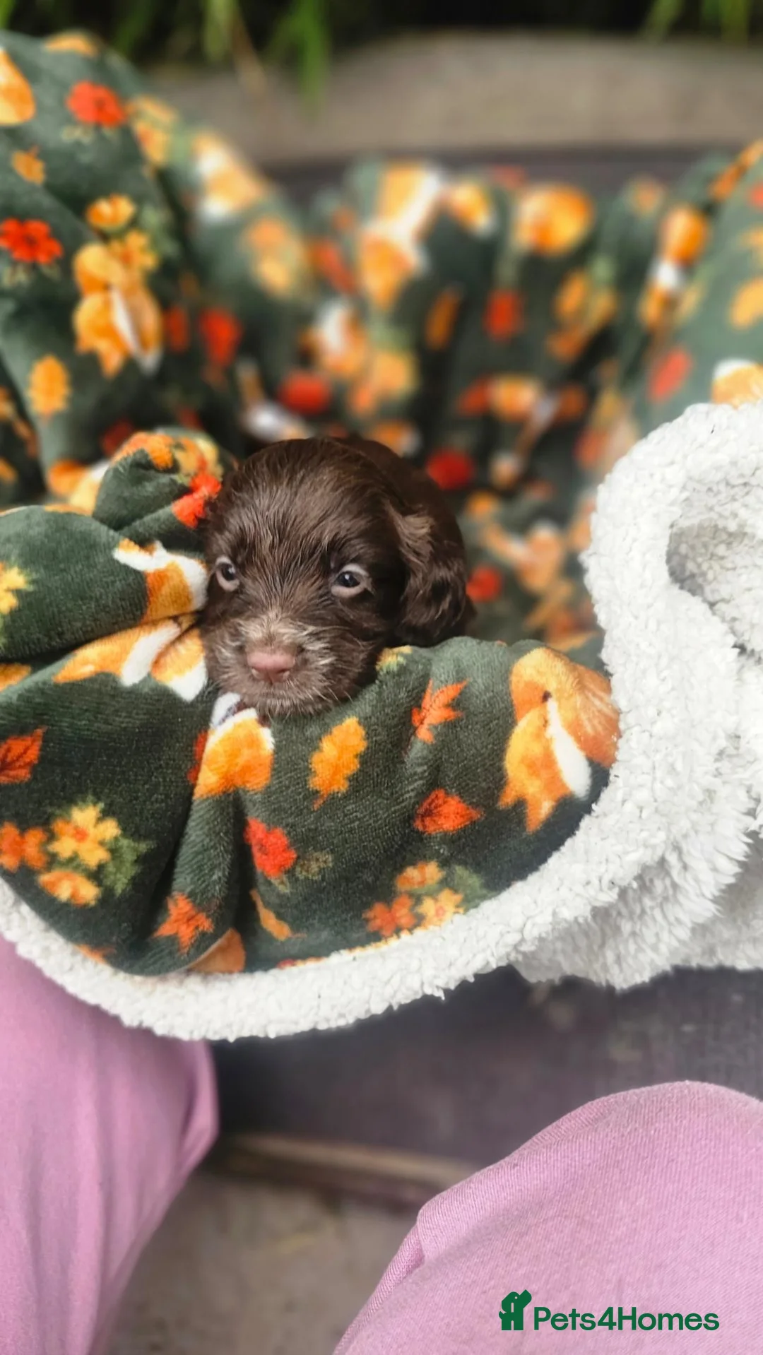 Cocker Spaniel dogs for sale: Chocolate Spaniels ready now  - Advert 1