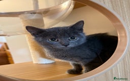 Russian Blue cats for sale: Russian Blue Boy Kitten - Image 1