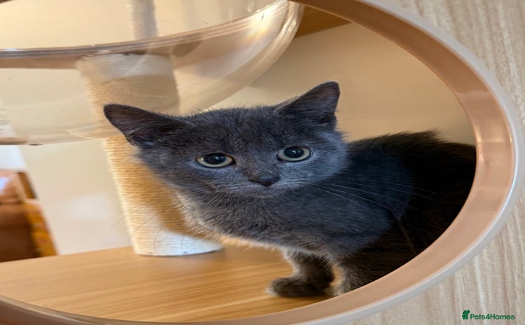 Russian Blue cats - Advert 1