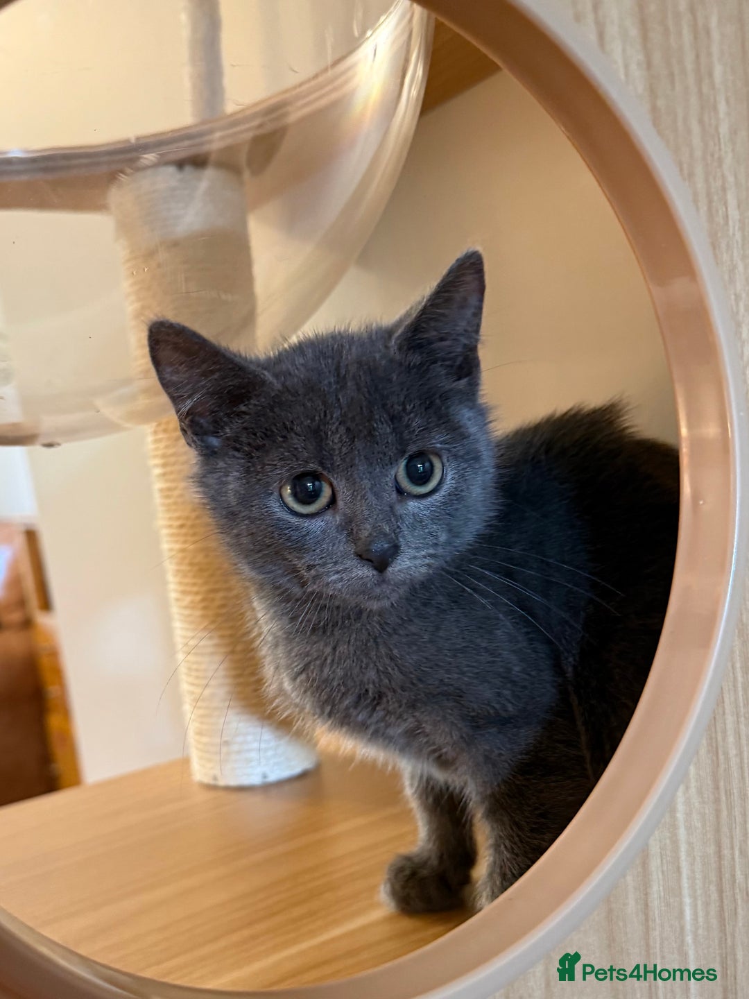 Russian Blue cats for sale: Russian Blue Boy Kitten - Image 1